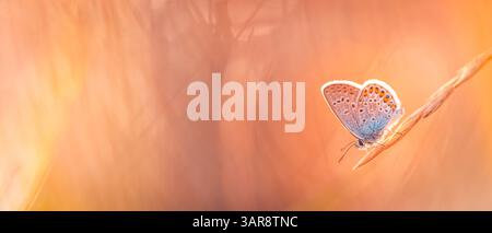Stunning closeup of early autumn butterfly in forest meadow, panoramic view colorful flowers and vibrant seasonal nature scenery. Perfect wall art Stock Photo