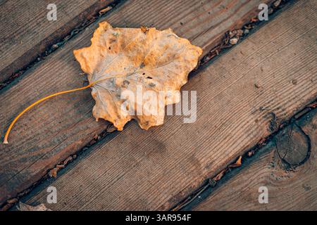 Serene autumn scene with dry orange and yellow leaves on wooden surface, seasonal nature background, cozy peaceful top view fall setting Stock Photo