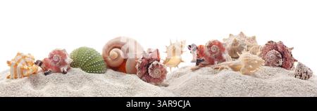 Beautiful exotic sea shells arranged on white sand isolated on white. Stock Photo