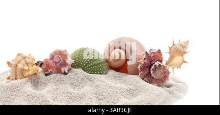 Beautiful exotic sea shells arranged on white sand isolated on white. Stock Photo