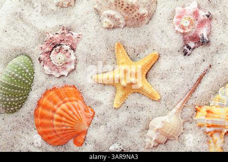 Unique and beautiful seashells, corals, and a starfish arranged on sand. The diversity of shapes, colors, and textures of marine inhabitants creates a Stock Photo