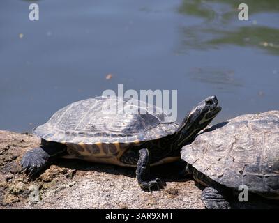 Beautiful turtle resting on a rock and enjoying the sun. Stock Photo
