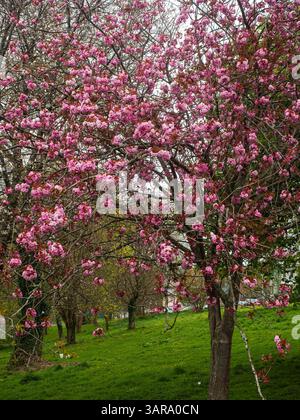 Pink spring blosoom of the hardy Japanese flowering cherry, Prunus serrulata 'Kanzan' Stock Photo