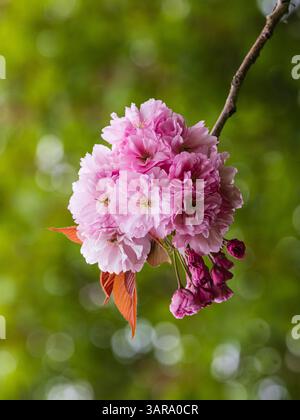 Pink spring blosoom of the hardy Japanese flowering cherry, Prunus serrulata 'Kanzan' Stock Photo