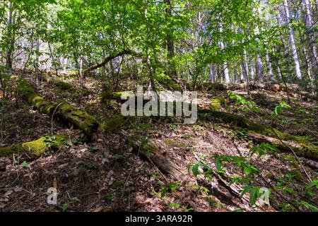 Decaying fallen tree trunk rotting on forest floor covered with moss, Sopron Mountains, Sopron, Hungary Stock Photo