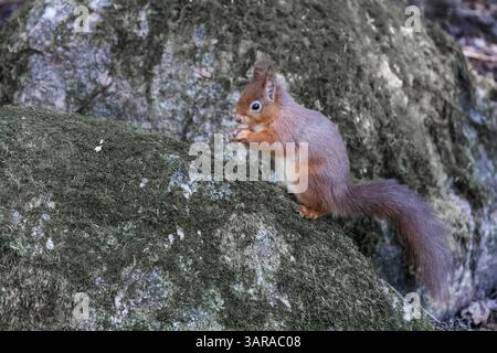 Red squirrel (Sciurus vulgaris), also called Eurasian red squirrel, eating a nut on a rock Stock Photo