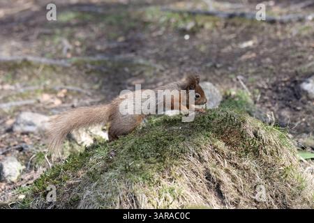 Red squirrel (Sciurus vulgaris), also called Eurasian red squirrel, jumping onto a grassy knoll. Stock Photo