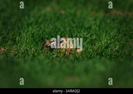 Hare hidden in the grass, Keeping low to not be seen Stock Photo