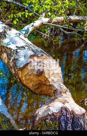 Large tree felled by a Beaver in Terra Nova Park in Richmond BC Canada Stock Photo