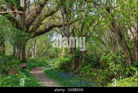 Bluebells in Dene Country Park near Sevenoaks in Kent, England Stock Photo