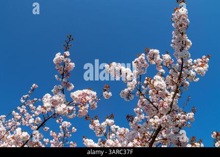 Cherry blossom flowering on a Cherry tree,Prunus Asano ,against a blue sky in Kew garden,Kew ,London, UK Stock Photo