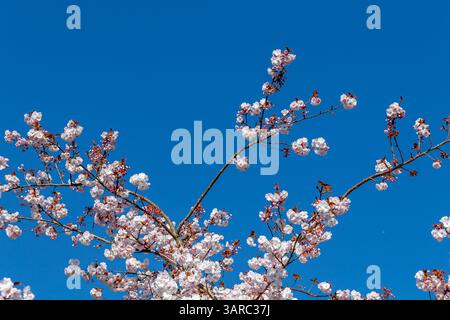 Cherry blossom flowering on a Cherry tree,Prunus Asano ,against a blue sky in Kew garden,Kew ,London, UK Stock Photo