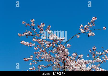 Cherry blossom flowering on a Cherry tree,Prunus Asano ,against a blue sky in Kew garden,Kew ,London, UK Stock Photo
