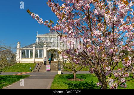 A cherry tree (Prunus 'Matsuma e-usugasanesomei')  in blossom in front of the Temperate house in Kew Gardens,Kew,London,UK Stock Photo