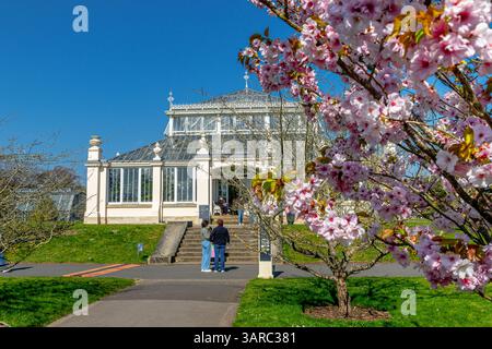 A cherry tree (Prunus 'Matsuma e-usugasanesomei')  in blossom in front of the Temperate house in Kew Gardens,Kew,London,UK Stock Photo