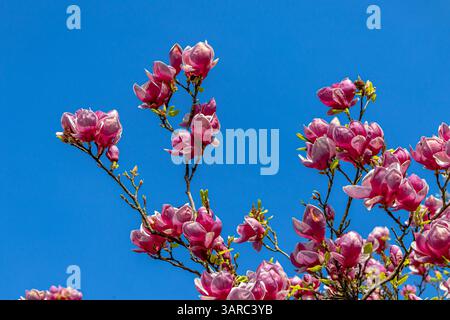 Magnolia x soulangeana 'Lennei' tree flowering against a blue sky in Kew  Gardens,Kew ,London ,UK Stock Photo