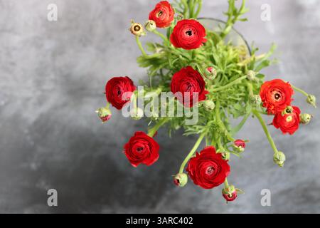 Close up photo of red Ranunculus flowers. Grey background with copy space. Stock Photo