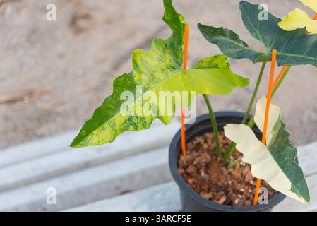 Closeup focus to Philodendron williamsii Variegated x angela in the pot  Stock Photo - Alamy