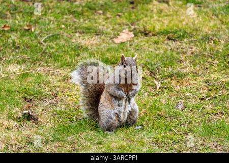 This Eastern Grey Squirrel (Sciurus carolinensis) sports a striking and unusual coat that blends classic features with rare coloration. Its overall bo Stock Photo