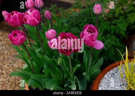 Close up of the lilac purple flower of the garden tulip tulipa lilac perfection. Stock Photo