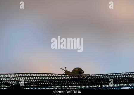 A snail proceeds on a fence, against the sky with the soft colors of dawn Stock Photo