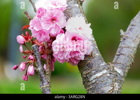 A close-up captures the delicate beauty of a flowering cherry tree. Clusters of pink blossoms, some fully open and others still in bud, adorn the tree Stock Photo