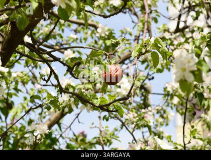 Dry winter apple clings to branch among fresh spring leaves and blossoms, symbolizing resilience and seasonal change, Malus domestica blooming tree Stock Photo