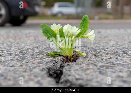 white flowers sprout through a crack in the asphalt on a blurry urban background Stock Photo