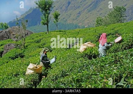 Collection of tea leaves on a plantation in Munnar,  Kerala, India. January 03, 2020.  Editorial photo Stock Photo