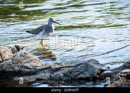 Lesser Yellowlegs hunting for food on the shoreline of the St. Lawrence River in Canada. Stock Photo