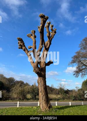 Roadside pollarded willow tree against a blue sky with fluffy clouds. Stock Photo