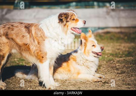 Border Collies Stock Photo