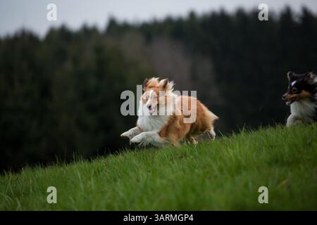 Shetland Sheepdogs playing Stock Photo