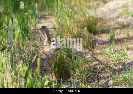 Desert Cottontail Rabbit standing in a patch of green grass on hind legs Stock Photo