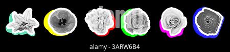 Collage of different flowers on black background Stock Photo