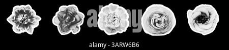 Collage of different flowers on black background Stock Photo