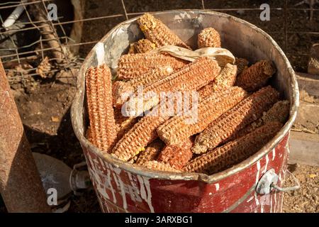 A farmer's chicken pen in a mountain village in Beijing, China. 15-Apr-2025 Stock Photo