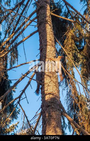 Two squirrels with fluffy tails on the trunk of an old tree. Two Red squirrels chasing each other around a tree. Red squirrels play with each other. Stock Photo