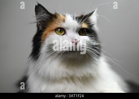 A close-up photo of a calico long-haired cat facing away from camera Stock Photo
