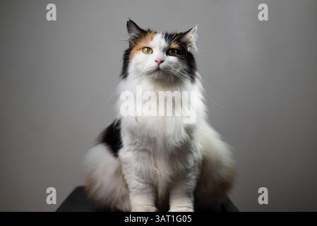 A calico long-haired cat sitting facing camera Stock Photo