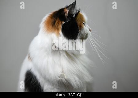 A calico long-haired cat sitting facing to the right Stock Photo