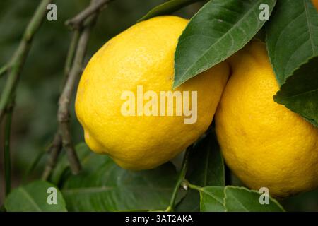 Organic Lemon Tree with Fresh Ripe Fruits. Stock Photo