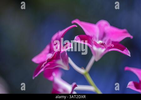 Closeup of pink and purple orchid flowers with delicate petals and vibrant colors set against a soft natural background perfect tropical floral beauty Stock Photo