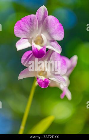 Closeup of pink and purple orchid flowers with delicate petals and vibrant colors set against a soft natural background perfect tropical floral beauty Stock Photo