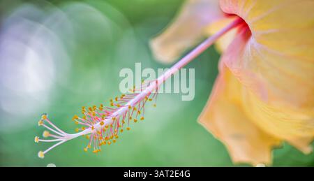 Vibrant closeup of hibiscus flower in full bloom, detailed petals, lush green background, perfect nature and floral themes. Idyllic garden wallpaper Stock Photo