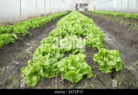 Organic lettuce grown in a foil tunnel. Stock Photo