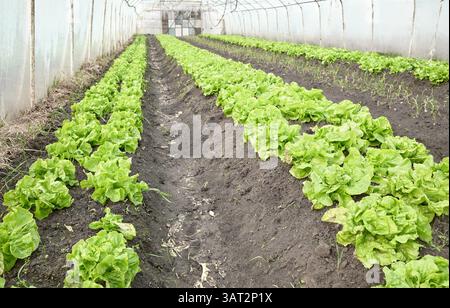 Organic lettuce grown in a foil tunnel. Stock Photo