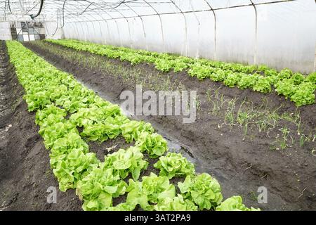 Organic lettuce grown in a foil tunnel. Stock Photo