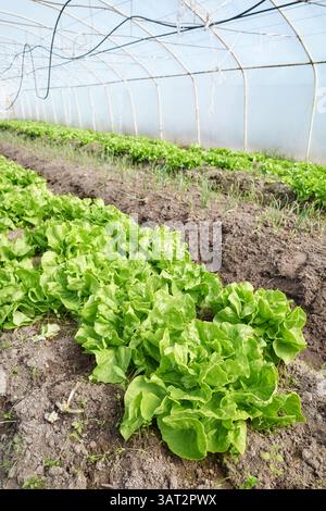 Organic lettuce grown in a foil tunnel. Stock Photo