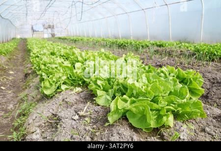 Organic lettuce grown in a foil tunnel. Stock Photo